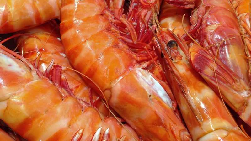 shrimp-1141476_1280